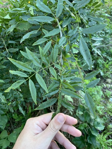 Lonchocarpus nitidus, photograph 4