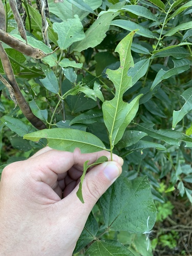 Lonchocarpus nitidus, photograph 5