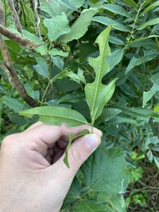 Lonchocarpus nitidus