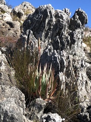 Aloe succotrina