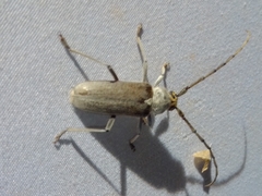 Gnaphalodes trachyderoides