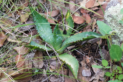 Agave shrevei