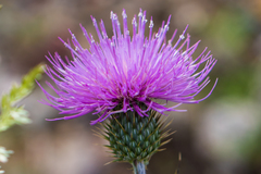 Cirsium ochrocentrum