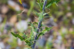 Cirsium ochrocentrum