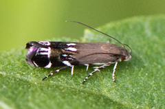 Anacampsis levipedella