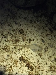 Heleophryne purcelli