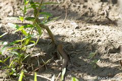 Pholidoscelis chrysolaemus