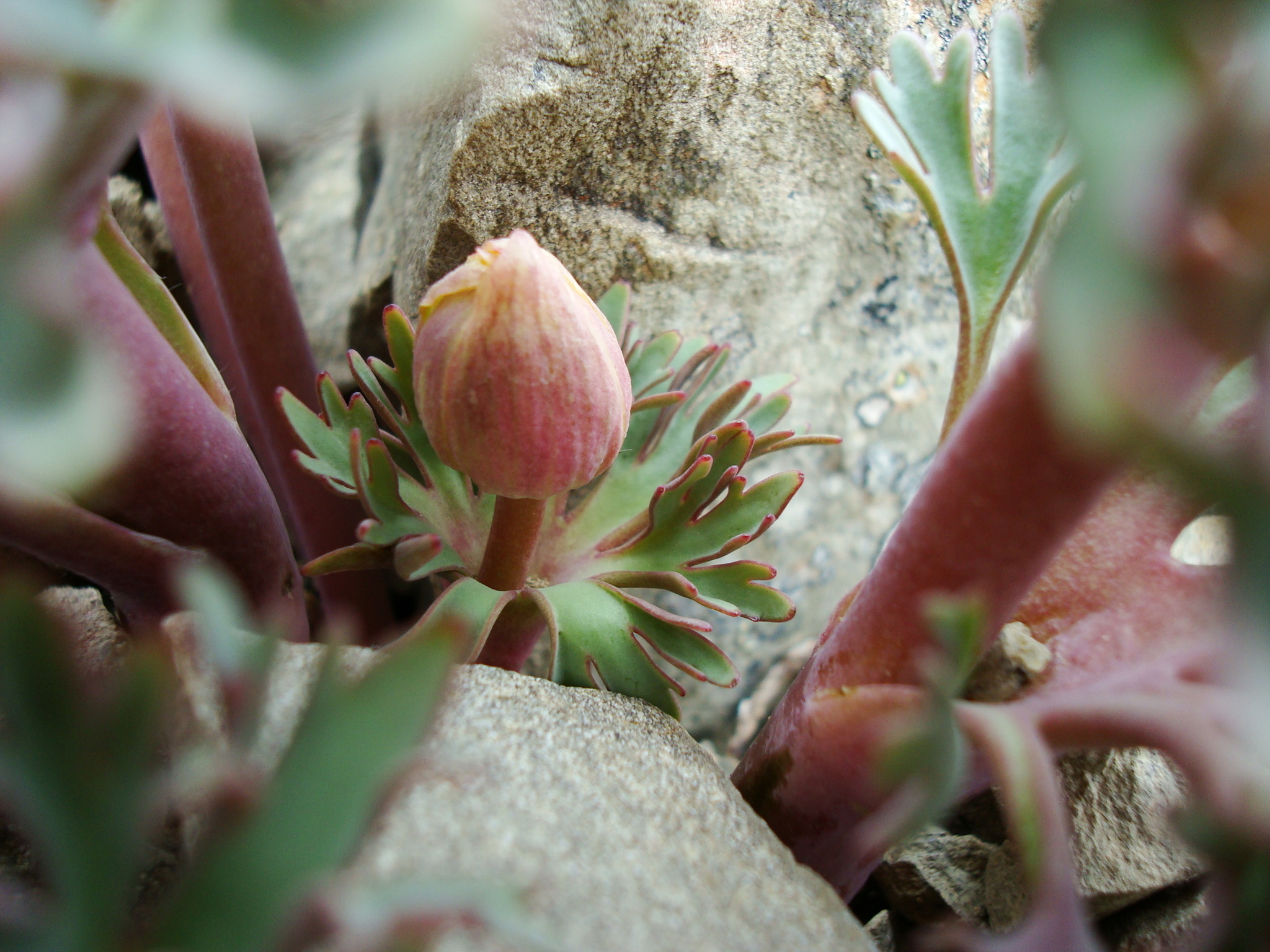 Image of Ranunculus haastii by (c) Sarah Richardson, some rights reserved (CC BY)