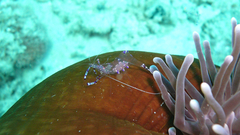 Ancylomenes sarasvati