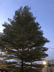 Terminalia molinetii