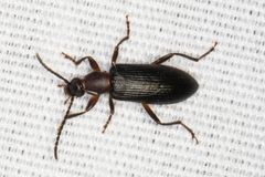 Statira