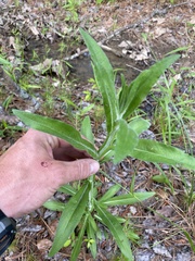 Helenium flexuosum