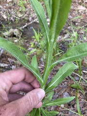 Helenium flexuosum