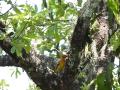 Piranga bidentata