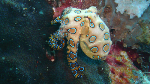 Greater Blue-ringed Octopus — seen at this dive site