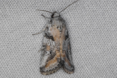 Aleptina