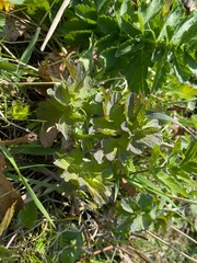 Thalictrum flavum
