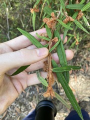 Lasiopetalum ferrugineum