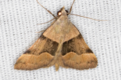 Hemeroplanis incusalis