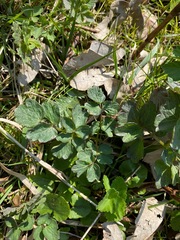 Thalictrum flavum