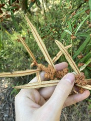 Lasiopetalum ferrugineum