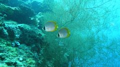 Chaetodon adiergastos