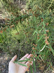 Lasiopetalum ferrugineum