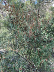 Lasiopetalum ferrugineum