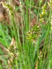 Carex muricata pairae