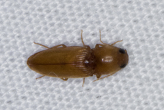 Horistonotus simplex