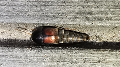 Sepedophilus marshami