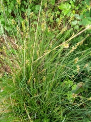 Carex muricata pairae