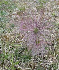 Pulsatilla vulgaris