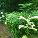 Heart-leaved Lily - Photo (c) Hiromi kobori, some rights reserved (CC BY-NC), uploaded by Hiromi kobori