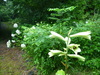 Heart-leaved Lily - Photo (c) Hiromi kobori, some rights reserved (CC BY-NC), uploaded by Hiromi kobori