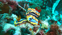 Chromodoris annae