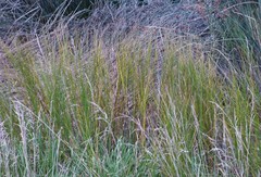 Bolboschoenus caldwellii
