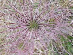 Pulsatilla vulgaris