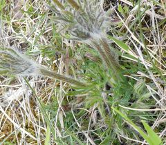 Pulsatilla vulgaris