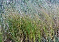 Bolboschoenus caldwellii