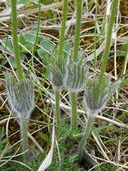 Pulsatilla vulgaris