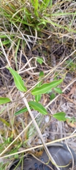 Echites umbellatus