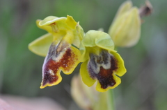 Ophrys lutea phryganae