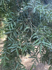Afrocarpus falcatus