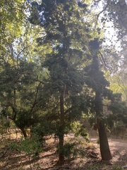 Afrocarpus falcatus