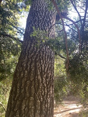 Afrocarpus falcatus