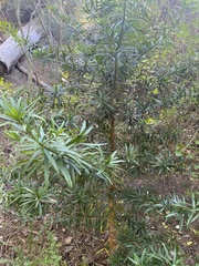 Afrocarpus falcatus