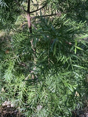 Afrocarpus falcatus