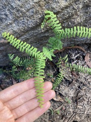 Gleichenia rupestris