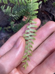 Gleichenia rupestris